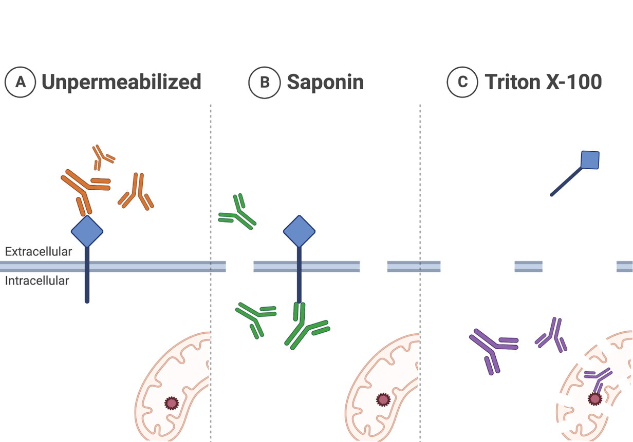 Deep Dive Fixing and Permeabilizing for Immunofluorescence